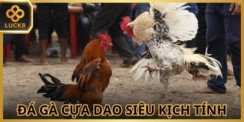 loi-cuon-trong-tung-cu-tung-don-cua-choi-ke-cua-dao